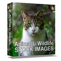Animali e fauna selvatica Immagini Stock