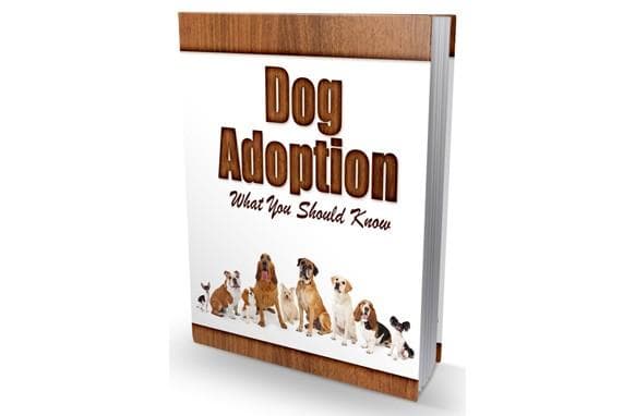 Adoption Dog Quello che devi sapere