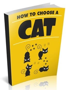Come scegliere un gatto