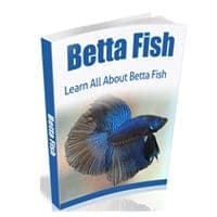 Pesce Betta