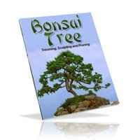 Albero Bonsai