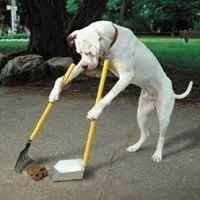 Tecniche di addestramento del cane