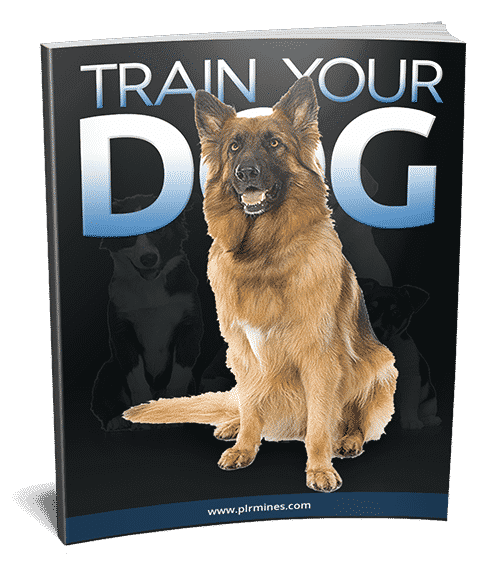 Consigli per l'allenamento del cane