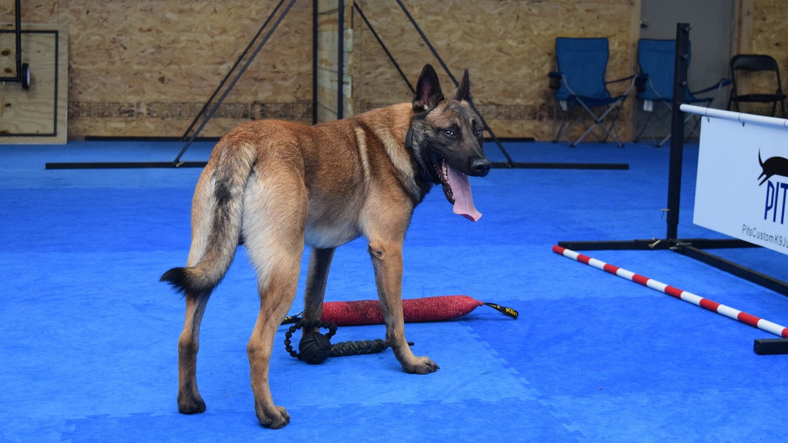 Videoteca di addestramento canino (30 clip)